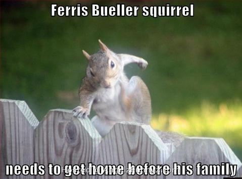 Ferris%20Bueller%20Squirrel.jpg
