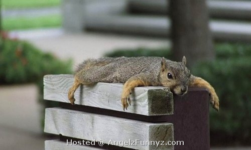 resting-squirrel.jpg