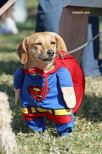 super-dog.jpg