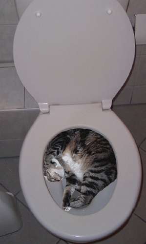 toiletcat.jpg
